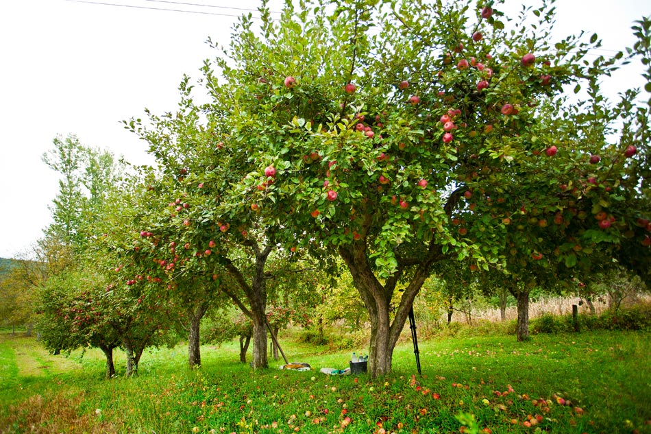 Tavasszal is érdemes lehet gyümölcsfákat ültetni - fotó: dreamstime