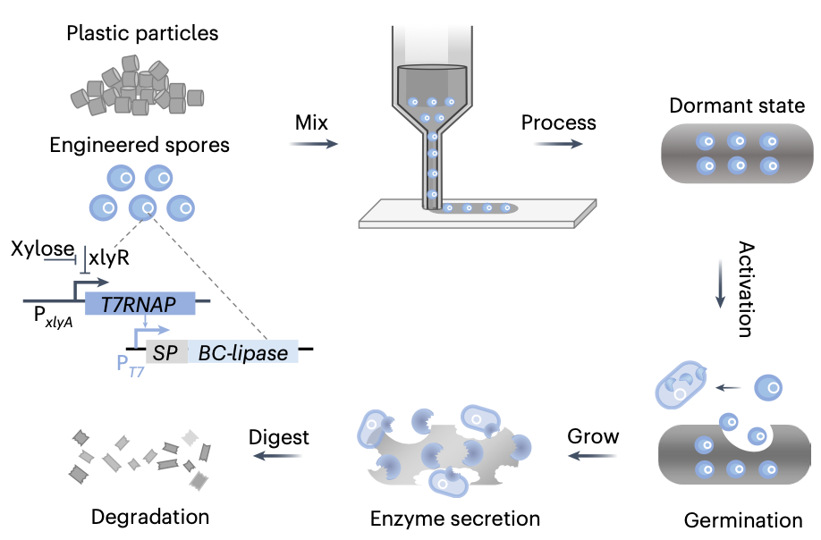 Élő műanyag, beágyazott spórákkal. (Ábra: Nature Chemical Biology, 2024)