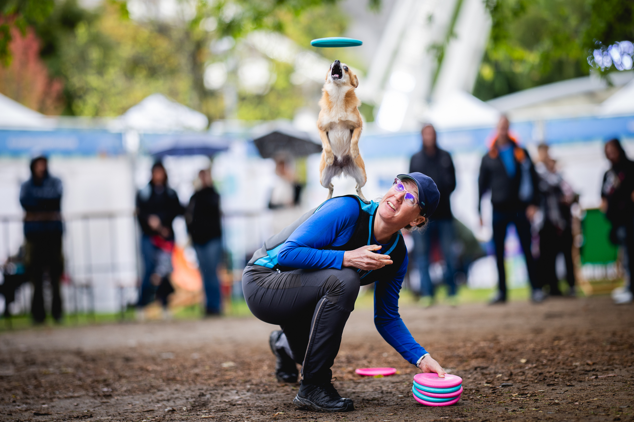 Az Állatvédelmi Pikniken kutyás bemutatók is voltak. Fotó: Kovács Bálint