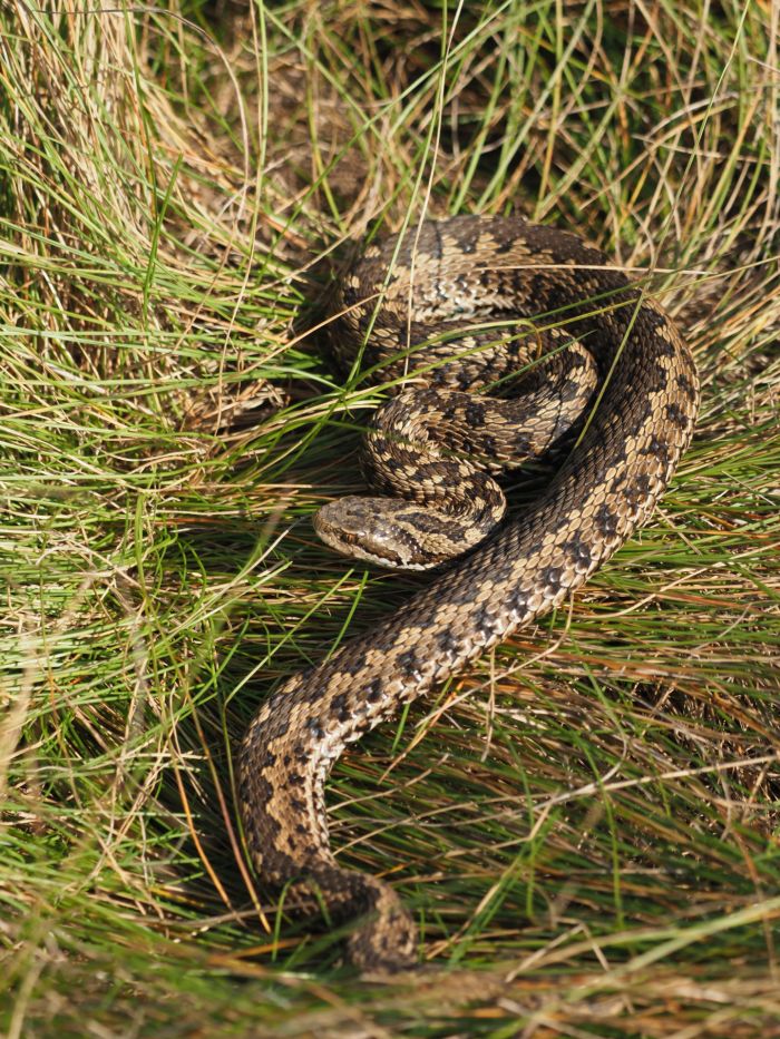 Rákosi vipera állatok világnapja