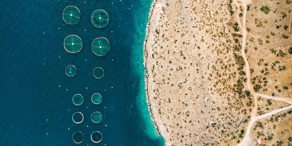 Az akvakultúra jelenleg az összes vízi eredetű élelmiszer körülbelül 20%-át adja. Fotó: oceanfdn.org