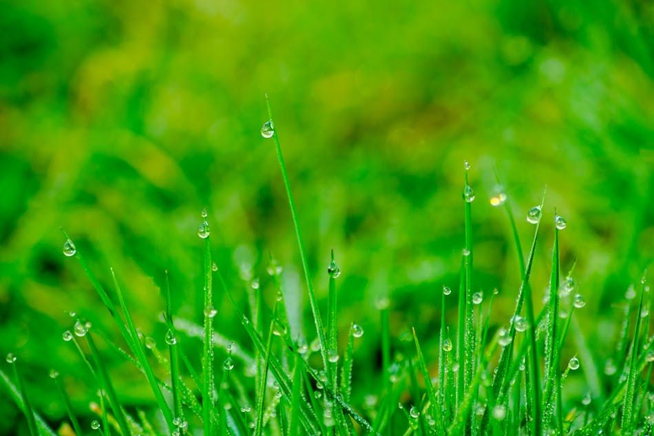 Esővíz locsolás öntözés - illusztráció - Pexels