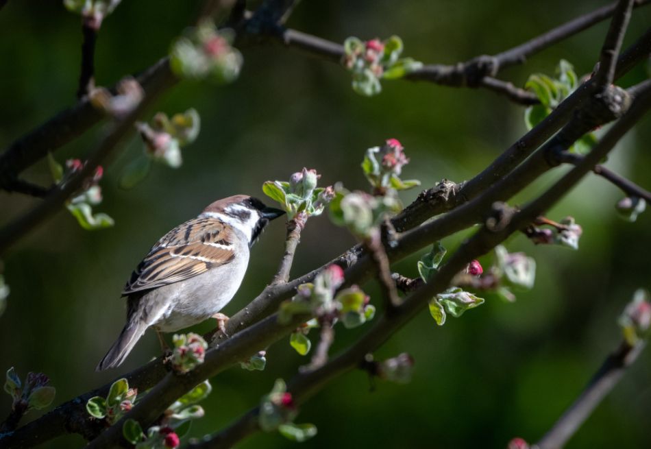 Madárdalok, májusi madárles - freepik