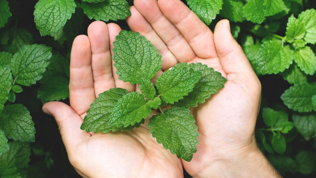 Menta -
