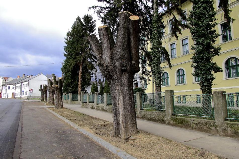 A fakivágás lehet indokolt, de csakis költési időszakon kívül. Fotó: MME - Orbán Zoltán