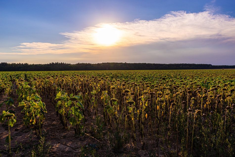 A napraforgónak nagy szüksége lenne az esőre. Fotó: Pixabay
