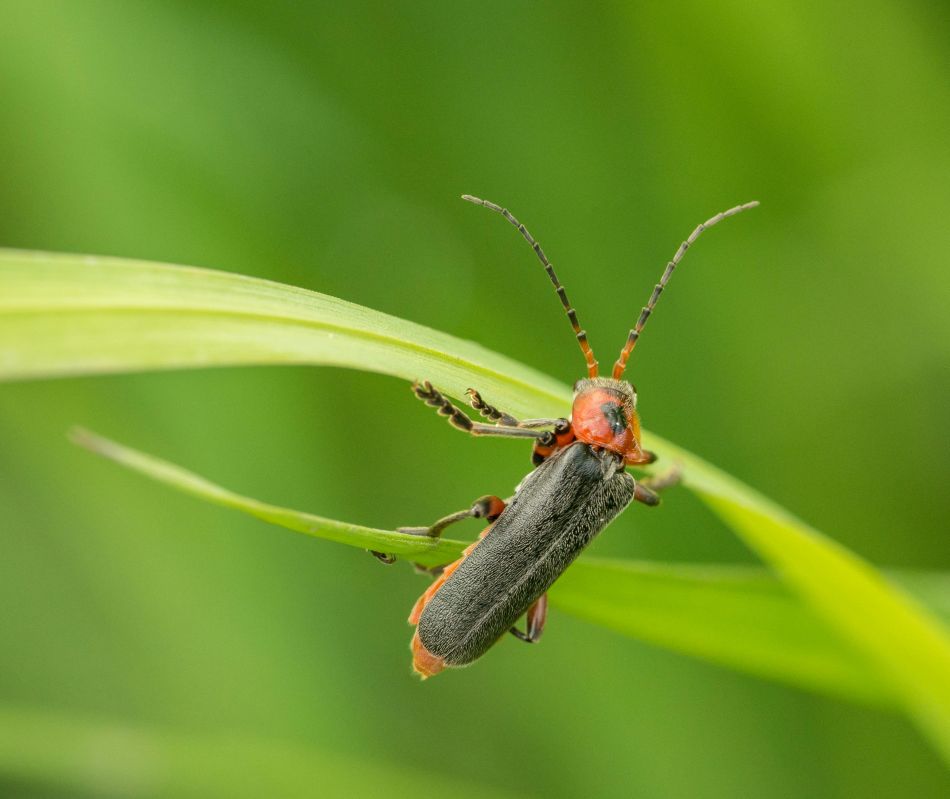 A gyerekek begyűjthetik őket rövid időre megfigyelésre,, de mindig engedjék vissza a szabadba. Fotó: Pexels
