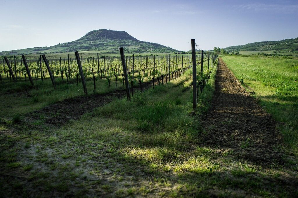 Balaton szőlő szüret Badacsony - Pixabay
