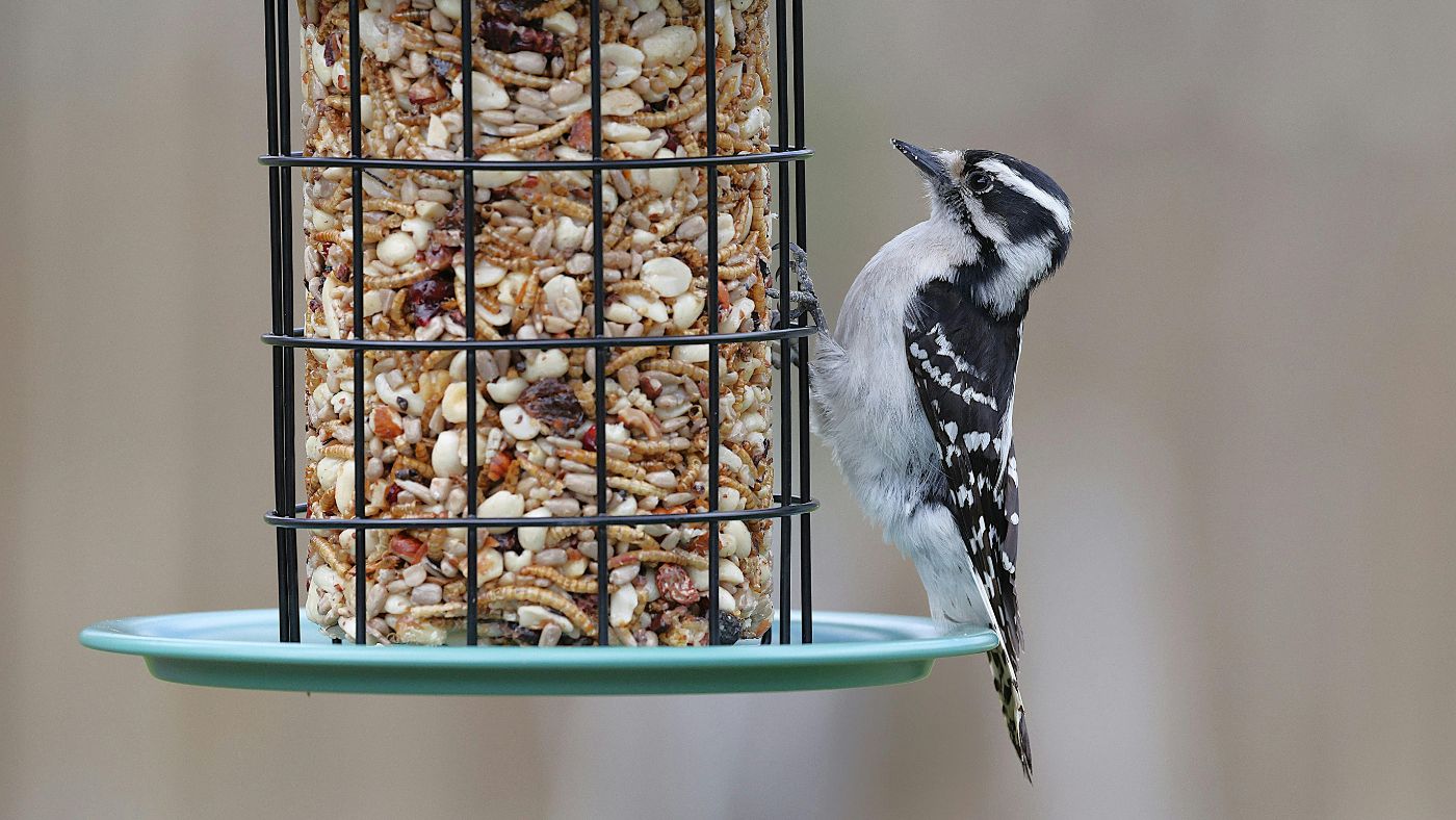 Madáretetők készítése: lassan nyugovóra tér a természet, kertünk madarai pedig egyre kevesebb táplálékot találnak maguknak