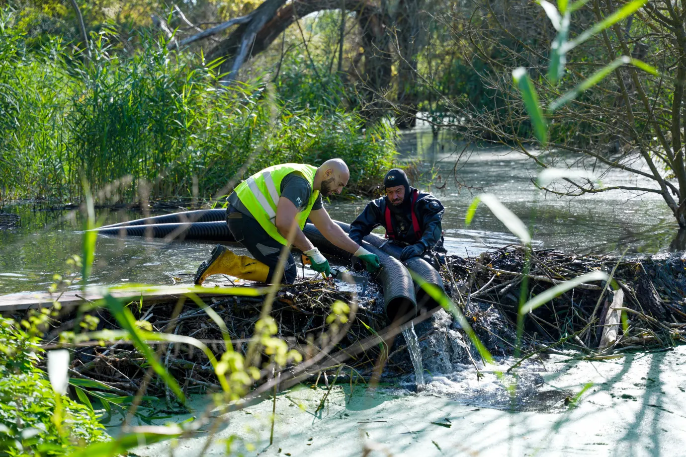 A hódgátba flexibilis csövet építettek. Fotó: Fazakas Lőrinc / Főpolgármesteri Hivatal