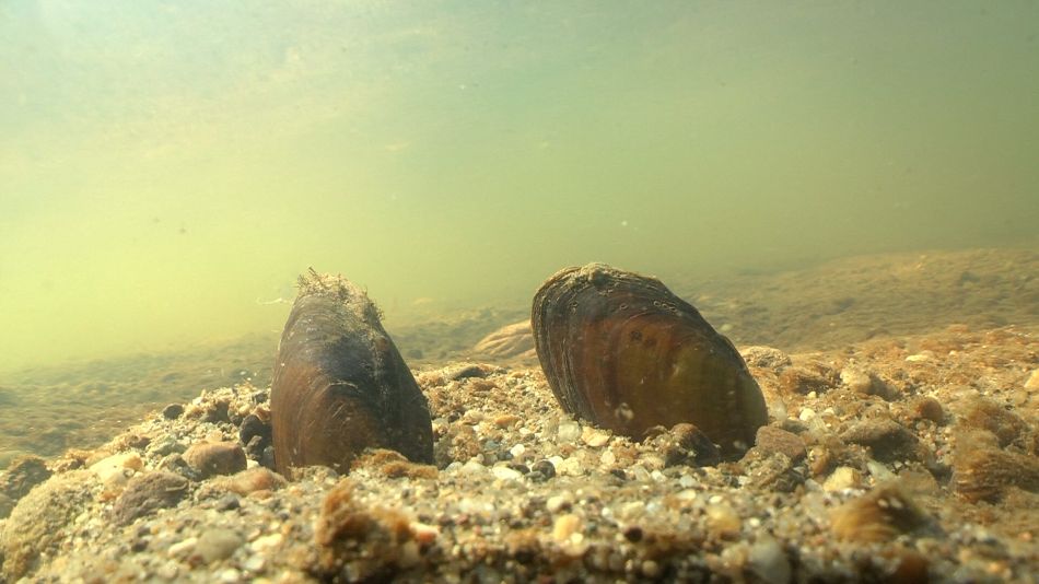 Több tízezer védett tompa folyamkagyló pusztulhatott el. Fotó: Szendőfi Balázs