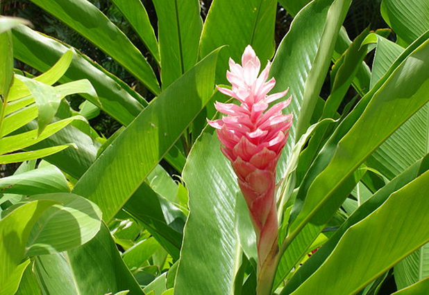 A gyömbér nemcsak a teásbögrében, hanem a kertben is örömforrás lehet. Fotó: Dr. Chen patika