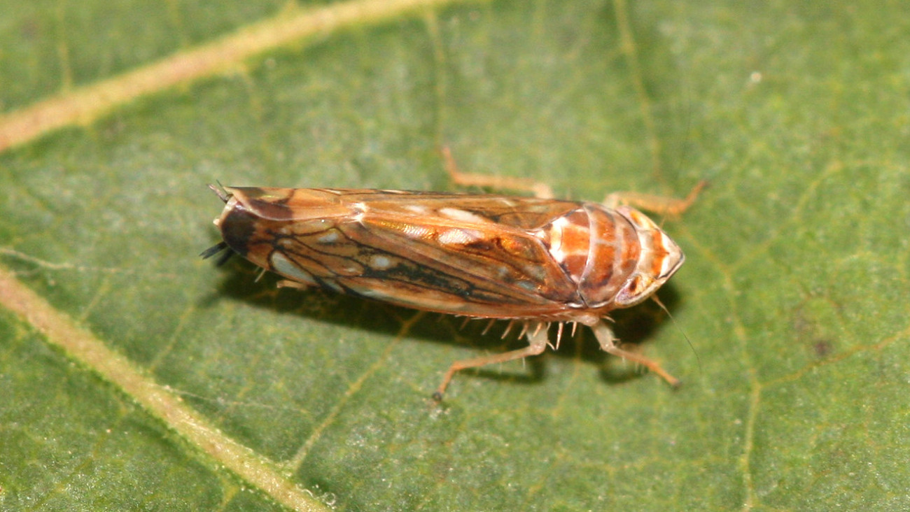 Az aranyszínű sárgaságot okozó szőlőkabóca. Fotó: Wikipédia