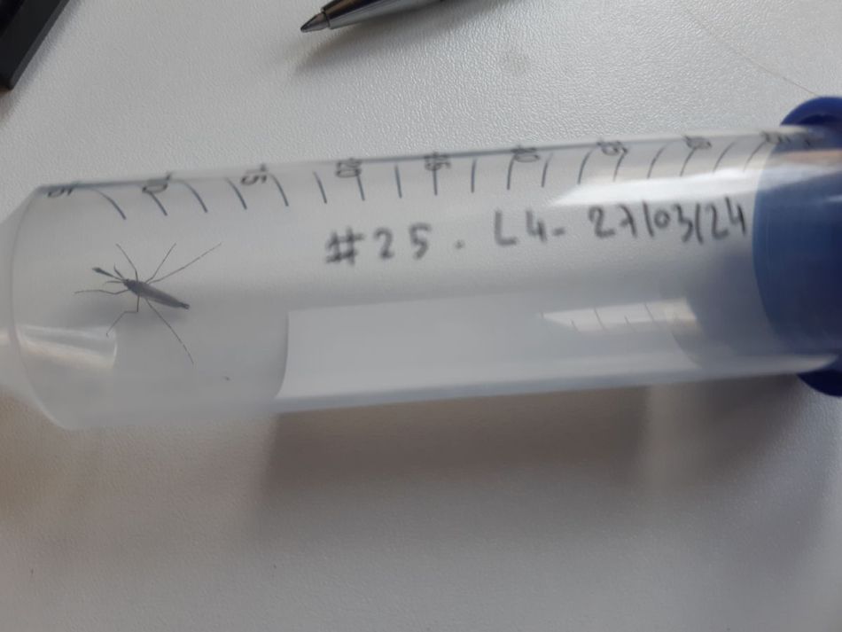 Szúnyog a fiolában - fotó: HUN-REN