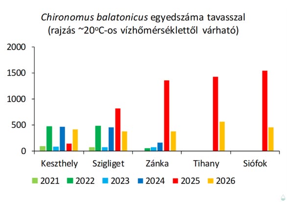 Árvaszúnyog-rajzás az Balaton különböző helyszínein. Fotó: Balatoni Limnológiai Kutatóintézet