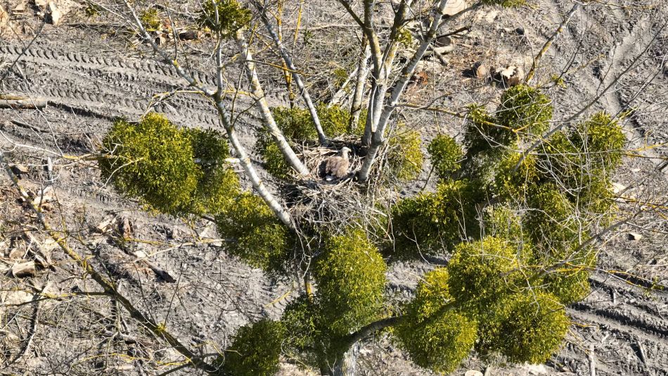 A rétisas próbálta kikölteni a tönkrement tojásokat. Fotó: Szendőfi Balázs