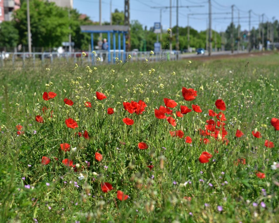 Vadvirágos rét Budapesten, Fotó: FŐKERT