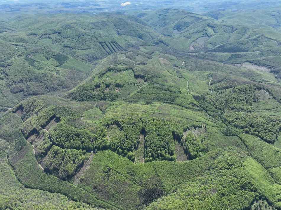 erdő