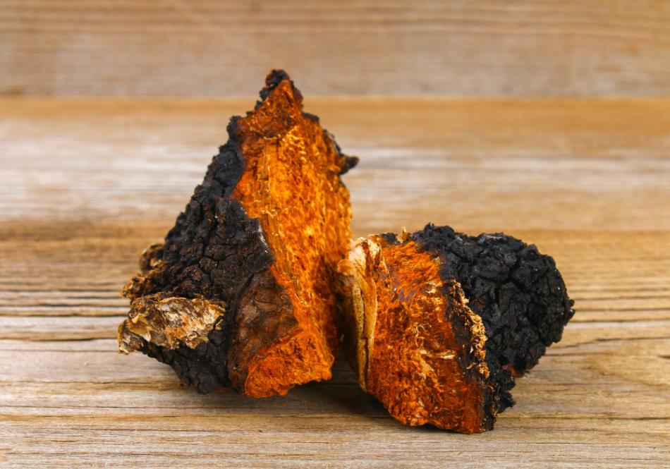 A gombakávéba általában chaga is kerül. Fotó: hemphealth.hu