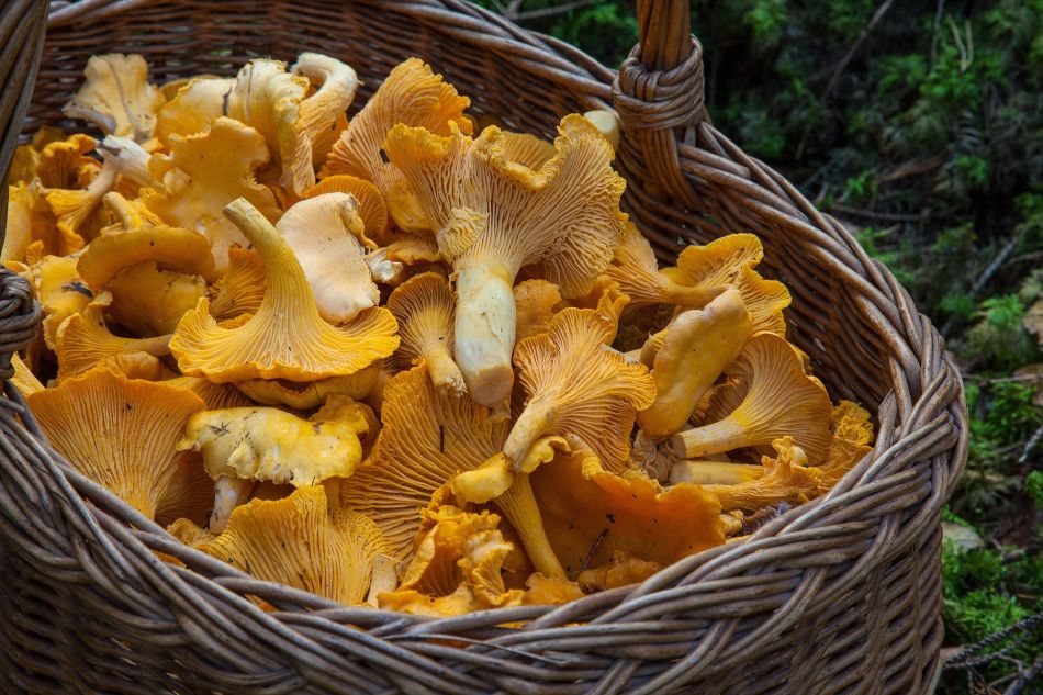 A jellegzetes, sárgás rókagomba. Fotó: pixabay