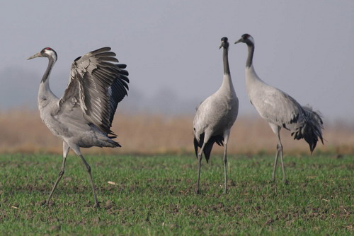 Táncoló darvak a Hortobágyon. Fotó: Hortobágyi Nemzeti Park